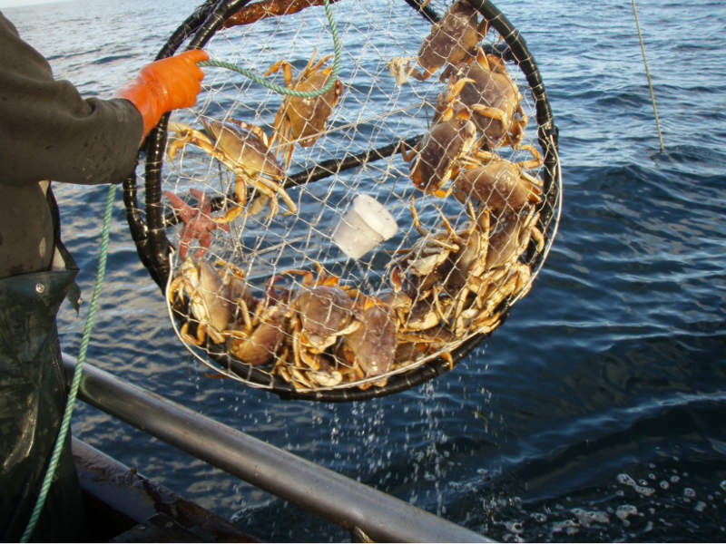 Recreational Dungeness Crab Season Opens In California